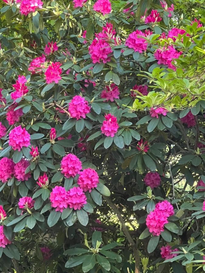 Aristocrathomestay 溫哥華 外观 照片