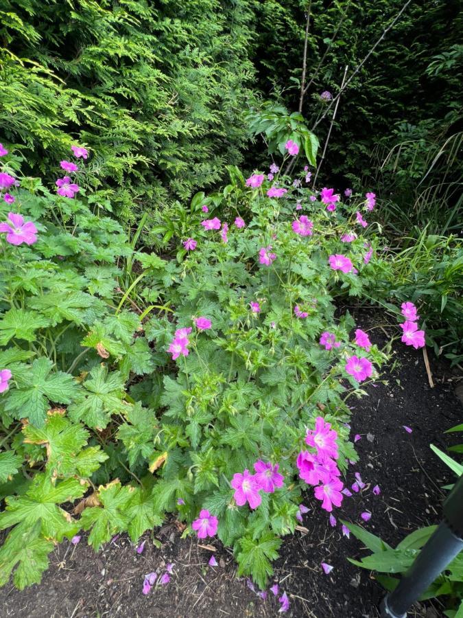 Aristocrathomestay 溫哥華 外观 照片